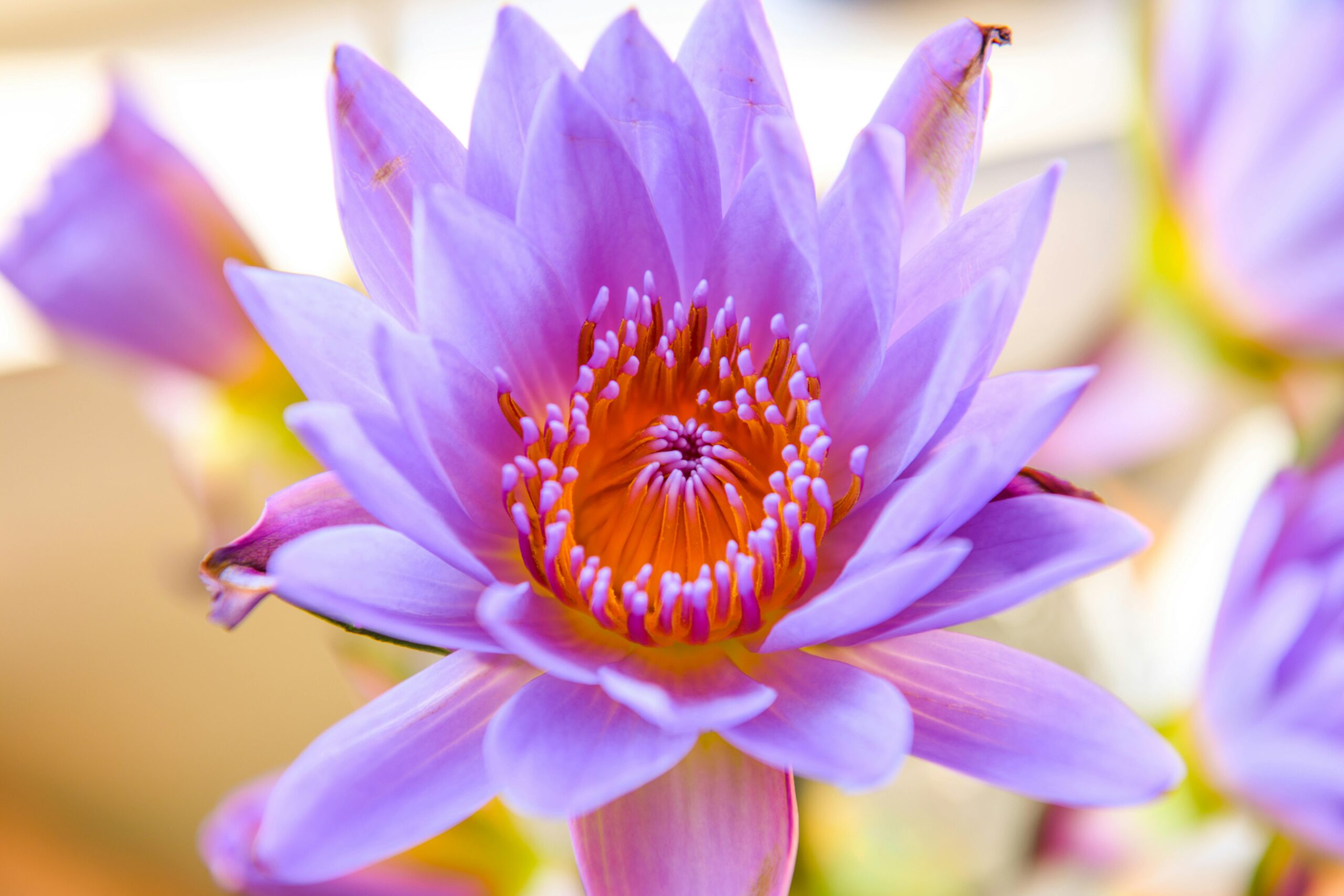 flower beauty aphorisms quotes blooms