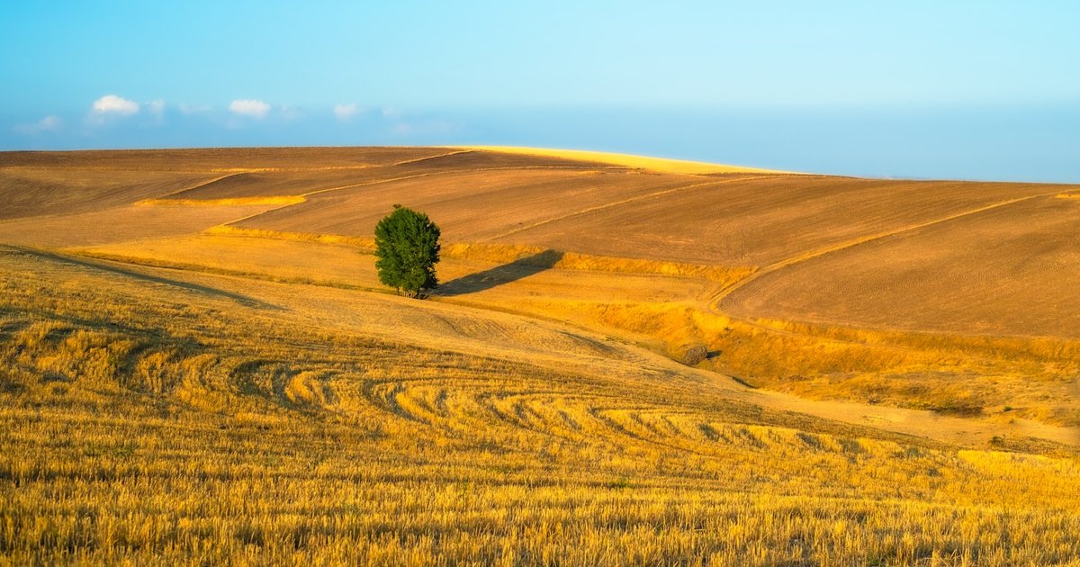 120 Aforismi sulla Bellezza dei Fiori