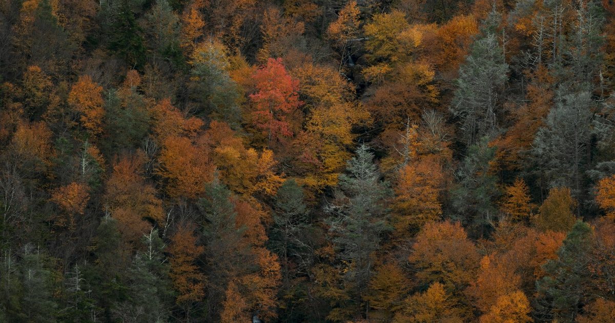 120 Proverbi sulla Natura e il Rispetto dell’Ambiente
